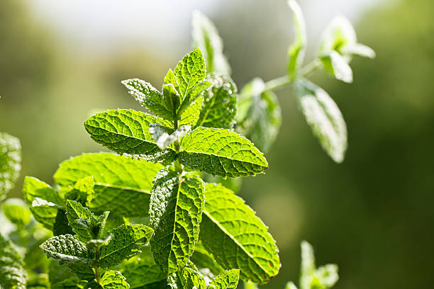 istock fresh mint leaves drops of water 184924553