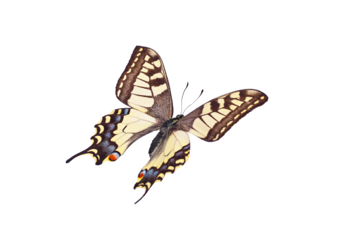Papilio Machaon macaón photo