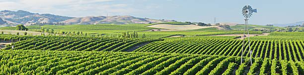 paese del vino panorama - carneros valley napa valley vineyard california foto e immagini stock