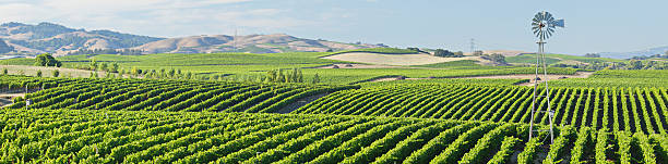 вино страна panorama - vineyard panoramic napa valley california стоковые фото и изображения