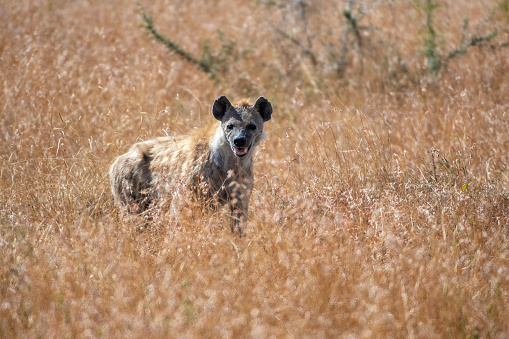 A male of Spotted Hyena looking in the plains of Serengeti National Park – Tanzania