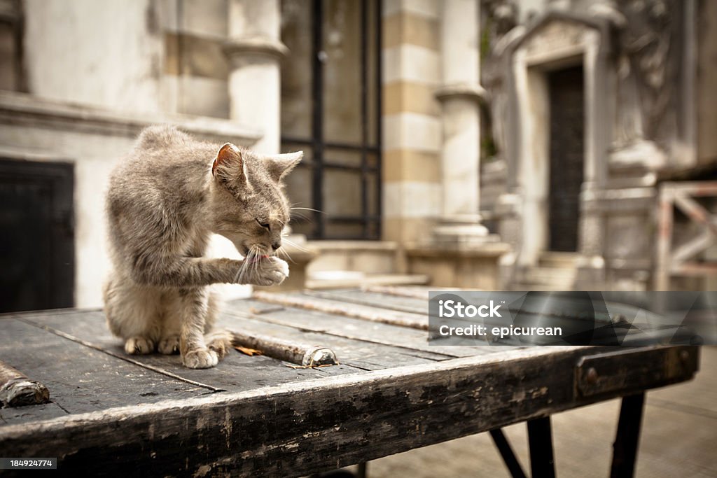 Gato perdido em La Cemitério Recoleta - Royalty-free Animal Foto de stock