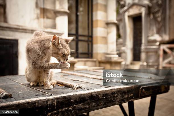 Gato Perdido Em La Cemitério Recoleta - Fotografias de stock e mais imagens de Animal - Animal, Animal Doméstico, Animal a atacar