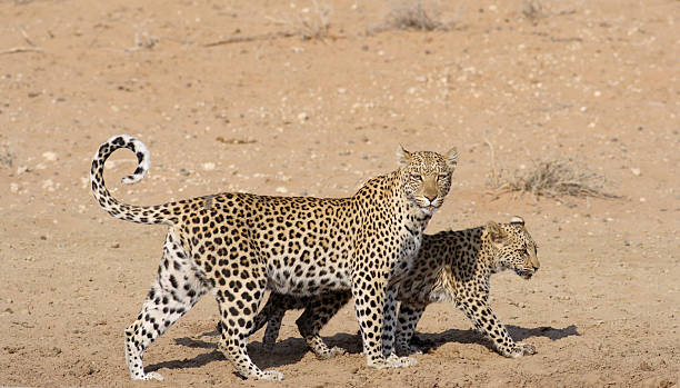 istock Female African leopard and her cub side on view 184924917
