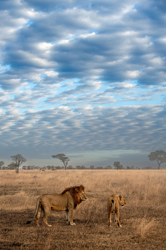 Under the African sky, A pair of lions in the Serengeti plains with beautiful savannah setting and sky with white clouds vertical view – Tanzania