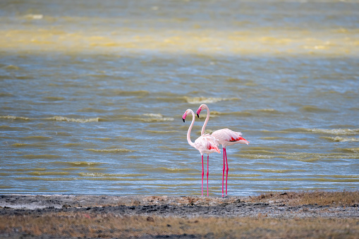 A pair of greater flamingos on the shore of an alkaline lake in Ngoro Crater National Park - Tanzania