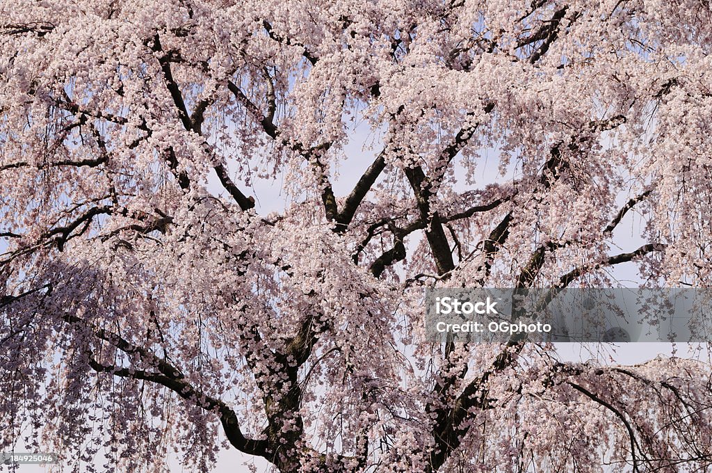 Japoński Drzewa wiśniowe w pełnym rozkwicie - Zbiór zdjęć royalty-free (Bez ludzi)