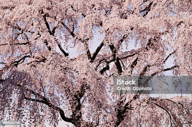 Japoński Drzewa Wiśniowe W Pełnym Rozkwicie - zdjęcia stockowe i więcej obrazów Bez ludzi - Bez ludzi, Bliskie zbliżenie, Drzewo
