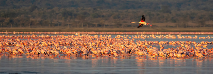 a huge group of lesser flamingos at dawn in Lake Elementatia with beautiful light panoramic view - Kenya