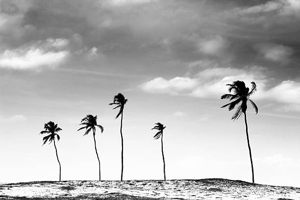 istock Palm Trees, Jericoacoara, Brazil 184925173