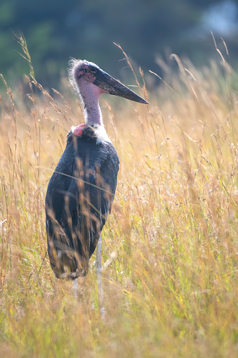 A Marabou Stork with the savannah in the background in the Serengeti Plains Vertical view – Tanzania