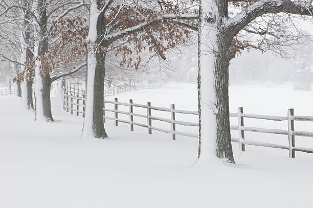 istock Snow covered fence and trees 184925209