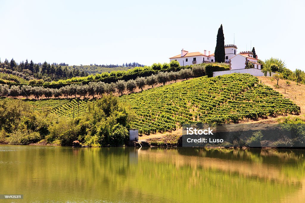 Douro nas encostas - Foto de stock de Vinhedo royalty-free