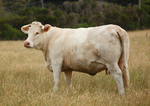 White cow