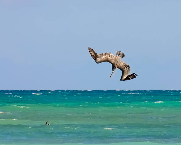 istock Brown Pelican, Pelecanus occidentalis, In Cuba 184925352