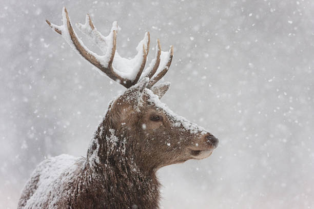 istock Red Deer in the snow 184925495