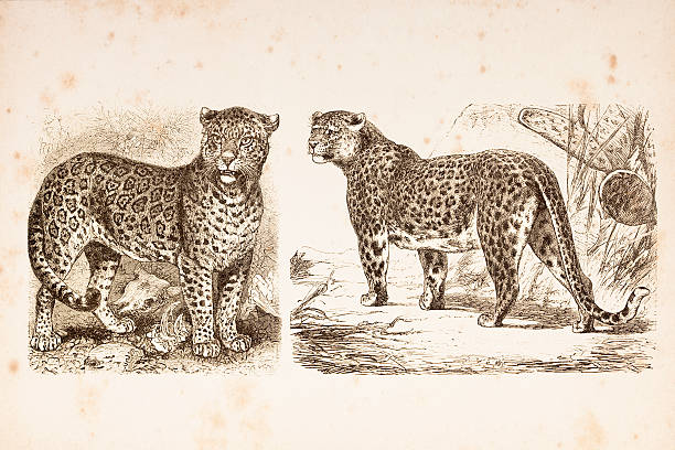 engraving jaguar and leopard from 1882 - leopard 2 幅插畫檔、美工圖案、卡通及圖標