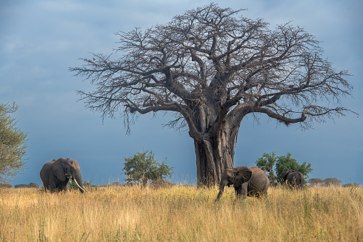 The Baobab A group of elephants feeding near a large Baobab tree in Tarangire National Park  - Tanzania