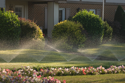 The spray from these lawn sprinklers glowed in the early morning light in this suburban neighborhood. Flower bed in foreground.