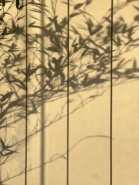 istock Shadows of mosso bamboo leaves 1849258816
