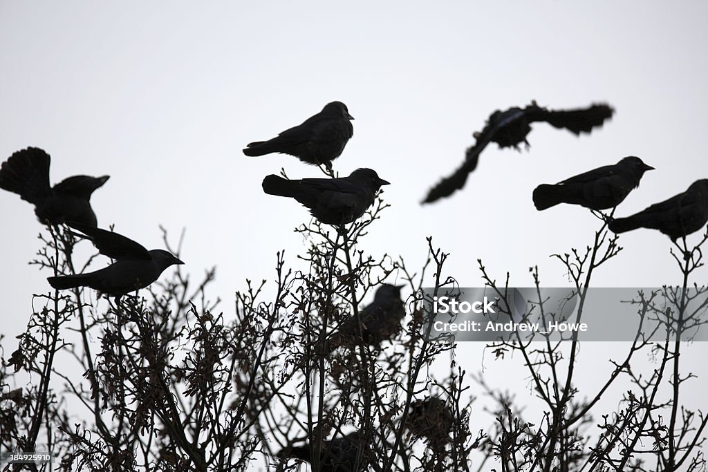 Crows On Tree Tops Silhouette of crows in tree tops Animal Stock Photo