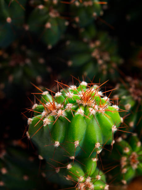 istock Close-up of a small cactus 1849259366