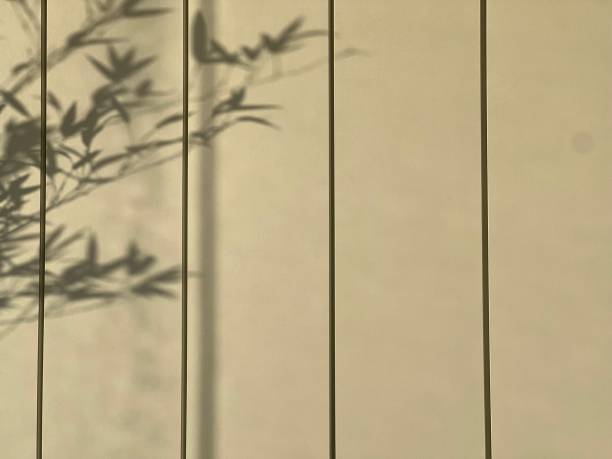 istock Shadows of mosso bamboo leaves 1849259385