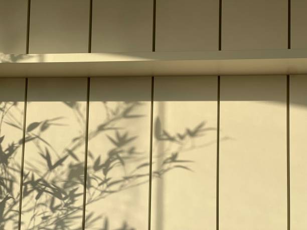 istock Shadows of mosso bamboo leaves 1849259921