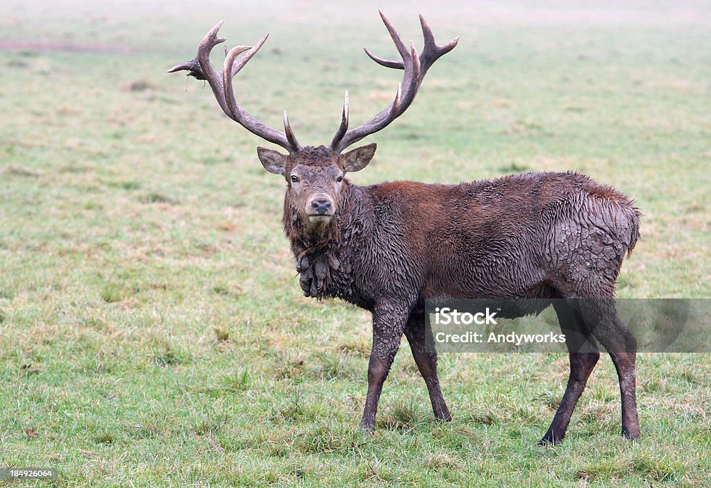 Hirschgeweih nach Schlammbad - Lizenzfrei Bock - Männliches Tier Stock-Foto