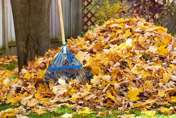 Photo of Thick pile of golden leaves and blue rake for cleaning