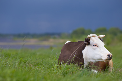 A dairy cow lies in the meadow.