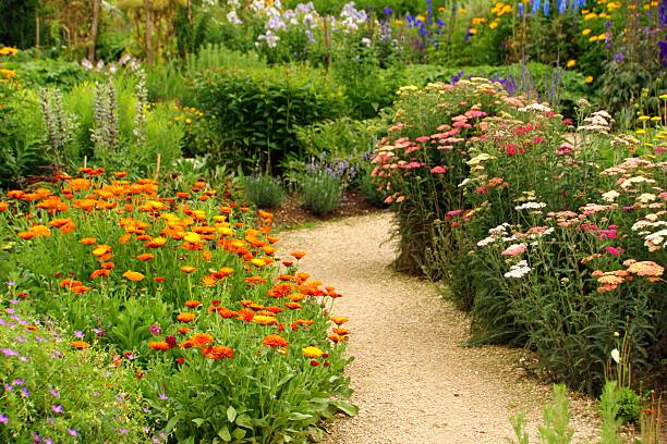 Herb and flower garden Footpath in awonderful herb and flower garden field marigold stock pictures, royalty-free photos & images