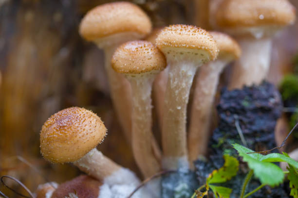 istock Edible mushrooms grow in the forest 1849263694
