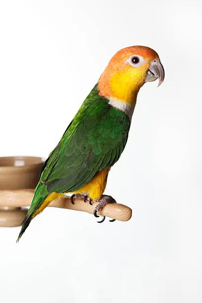 White Bellied Caique perched on a stand.  White Background.