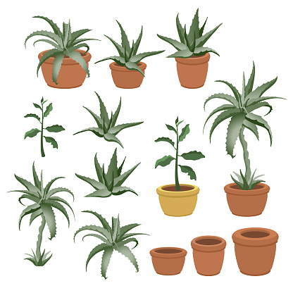 Aloe vera in a pot isolated on a white background. Set of hand-drawn houseplants. Indoor plants in ceramic brown terracotta pots. Home or office interior decoration. 3D Vector cartoon illustration