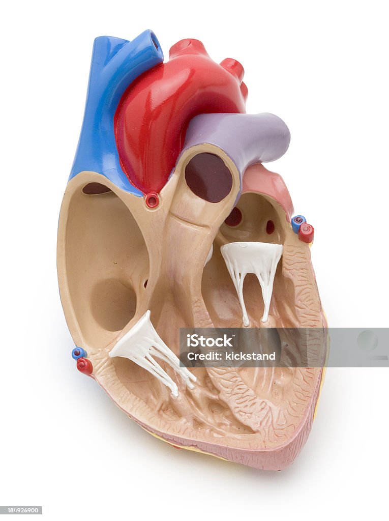 Modèle Heart avec un Tracé de détourage - Photo de Coeur - Organe interne libre de droits