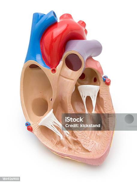 心臓モデルクリッピングパス - 心臓のストックフォトや画像を多数ご用意 - 心臓, カットアウト, クリッピングパス