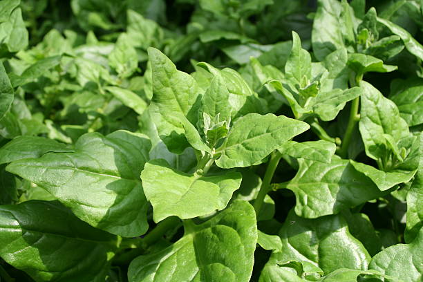 New Zealand spinach It is a spinach substitute with a great taste. tetragon stock pictures, royalty-free photos & images