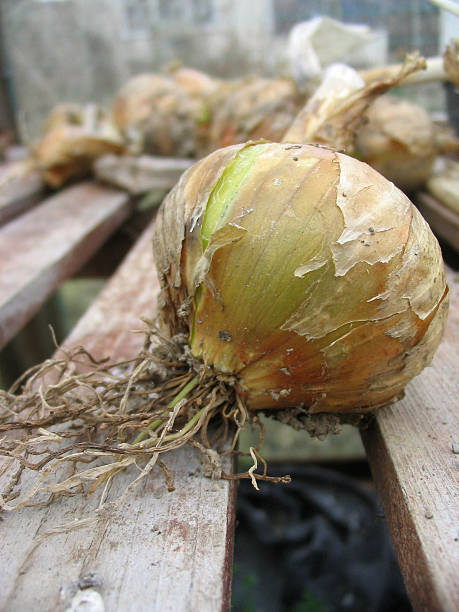 bio oignon séchage rapide dans une serre - onionskin photos et images de collection