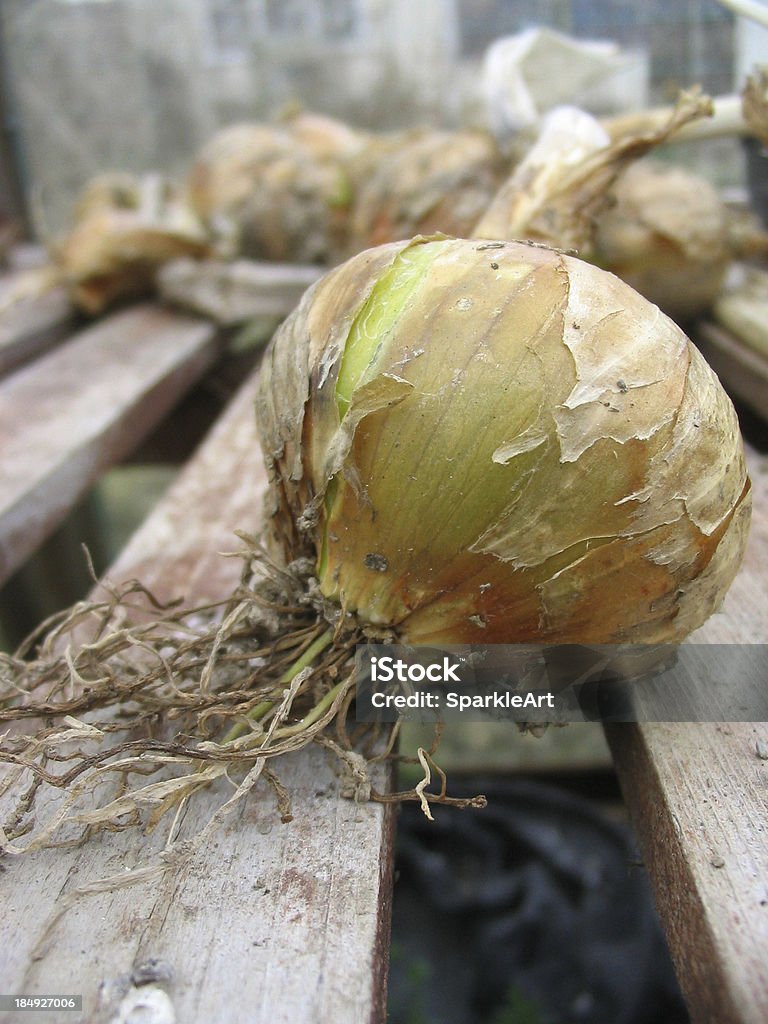 organic cipolla secca in serra - Foto stock royalty-free di Agricoltura