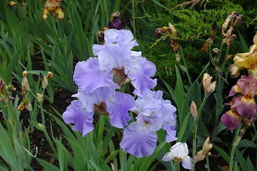 3 pastel violet flowers of Iris germanica in May
