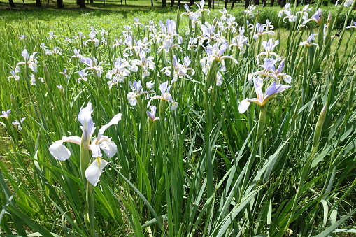 Florescence of light violet irises in June