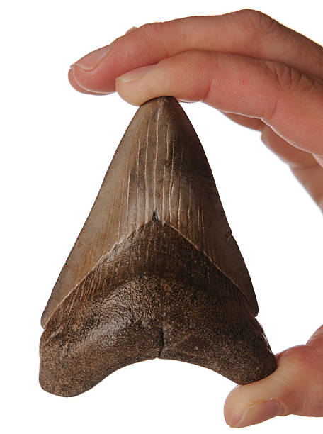 Hand Holding Fossil Megalodon (Giant Shark) Tooth