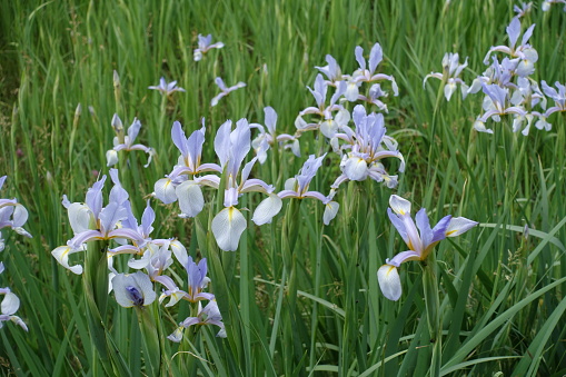 Many light violet flowers of irises in June