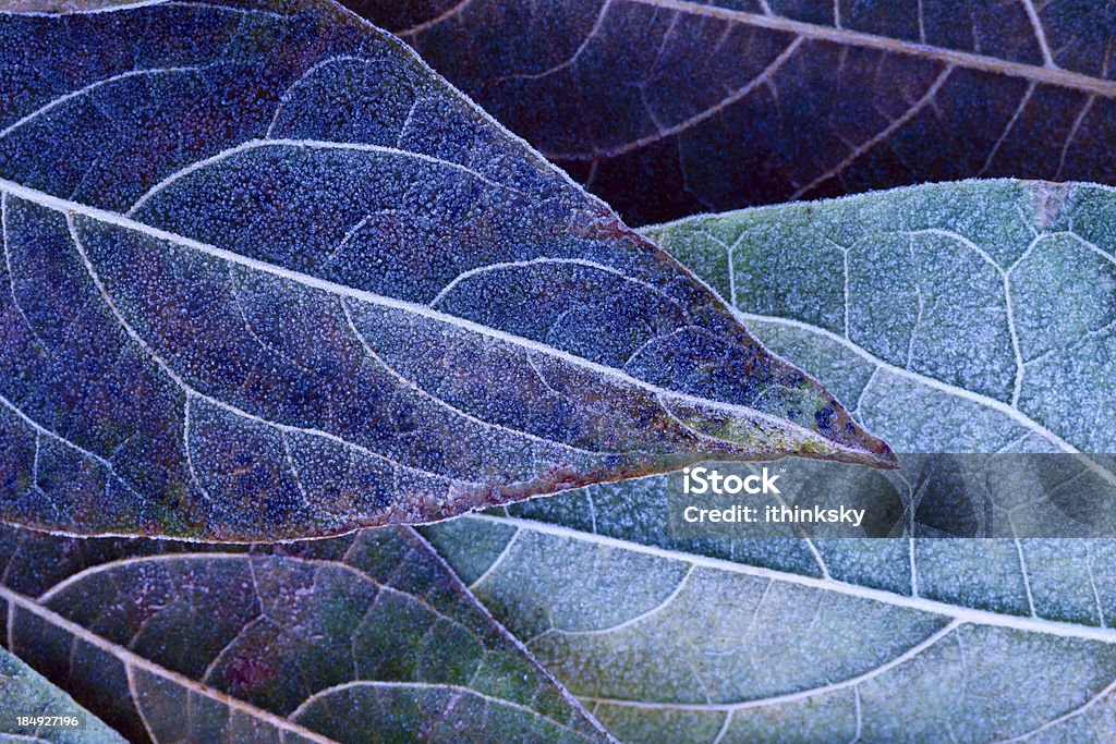 Frosty leaves Close-up of frosty leaves Nature Stock Photo