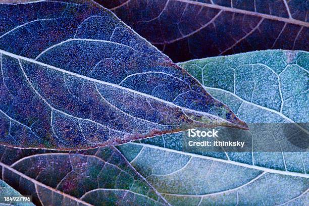 Frosty Leaves Stock Photo - Download Image Now - Nature, Leaf, Blue