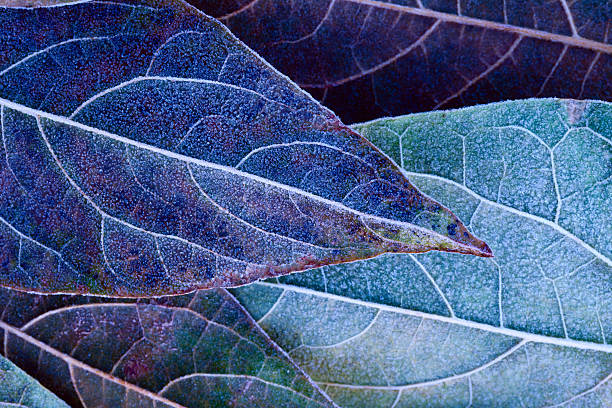 frosty folhas - close up plant leaf macro - fotografias e filmes do acervo