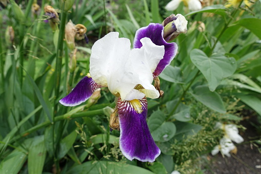 Pure white and deep purple flower of Iris germanica in May
