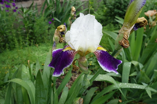 Single white and purple flower of Iris germanica in May