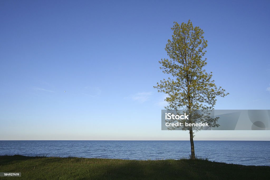 Baum - Lizenzfrei Baum Stock-Foto